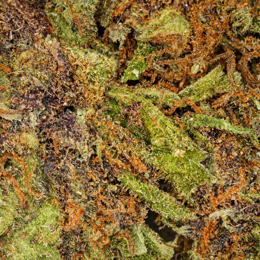 Sour Diesel - Indoor