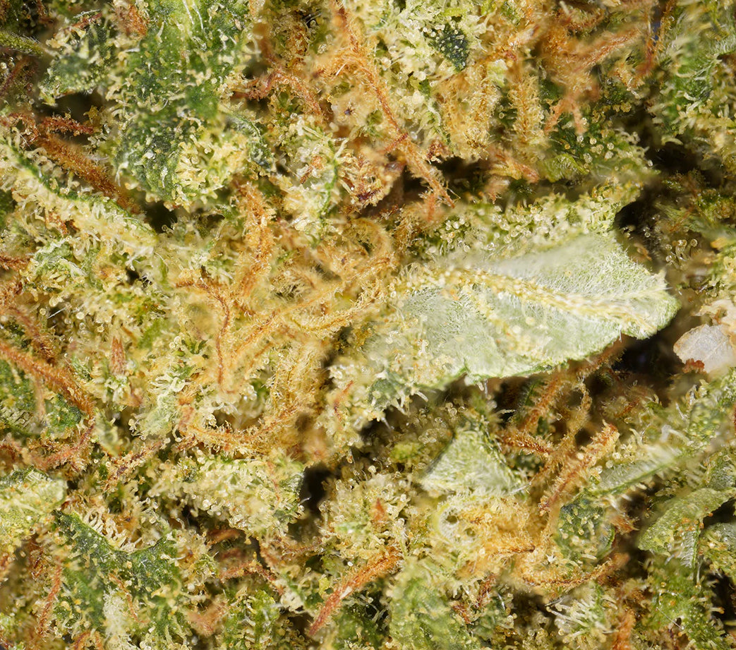 Blueberry Indoor