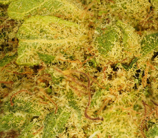 Gelato Indoor