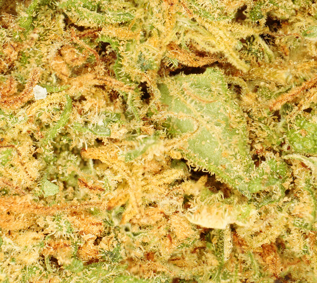 Lemon Haze Indoor