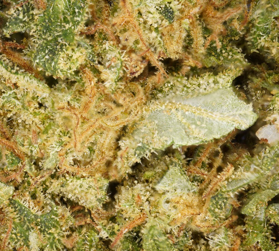 OG Kush - Indoor