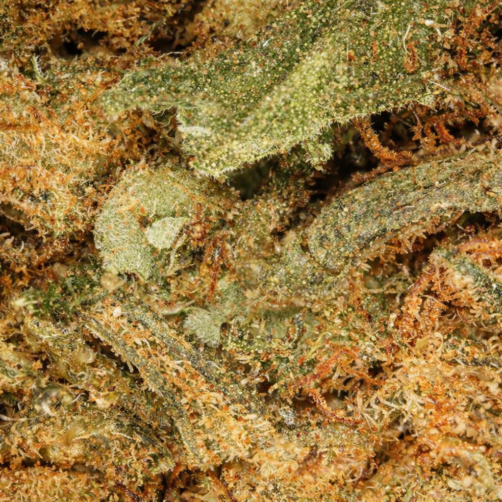 Hawaiian - Indoor