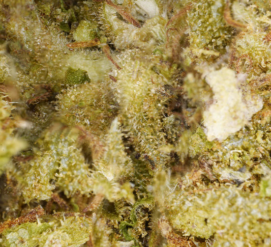 Amnesia CBD - Indoor