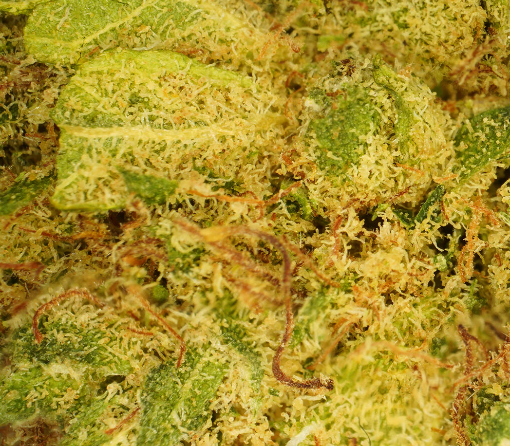 Gelato Indoor