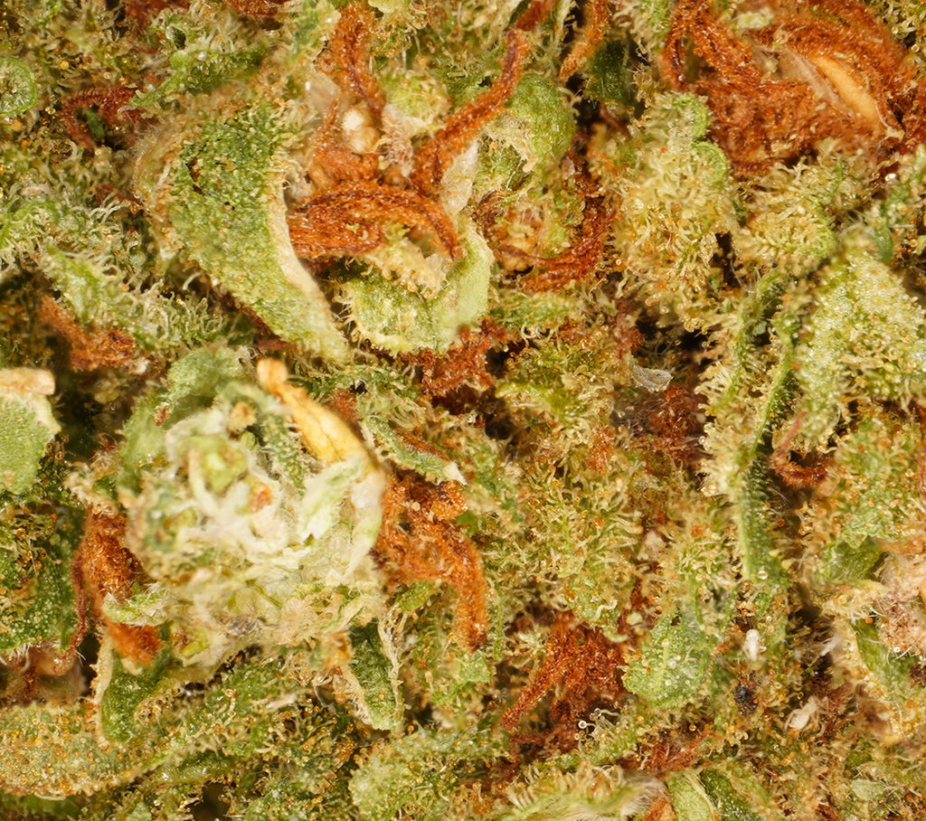 Orange Bud Indoor