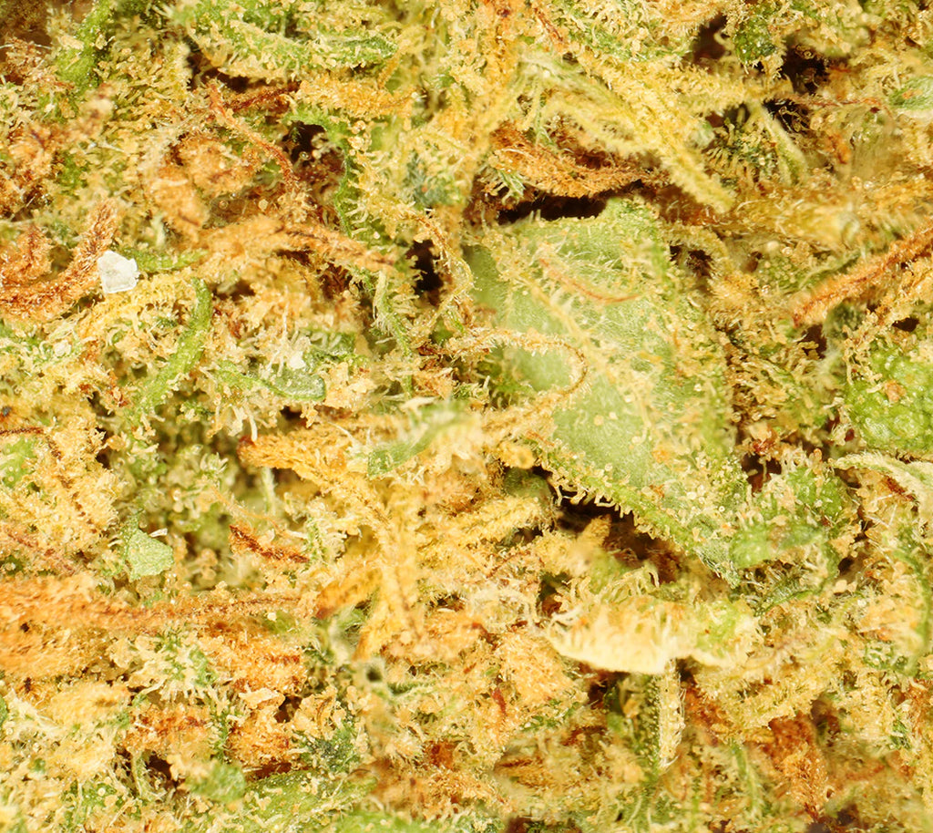 Lemon Haze Indoor