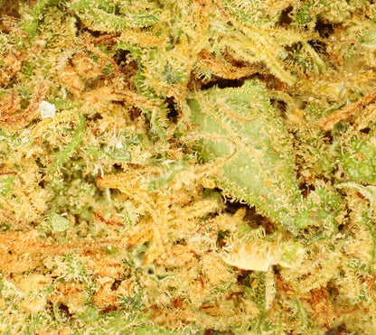 Lemon Haze Indoor